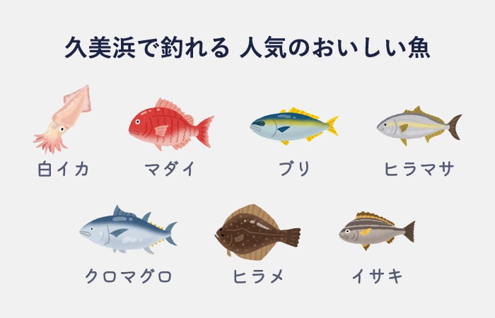 久美浜で釣れる 人気のおいしい魚